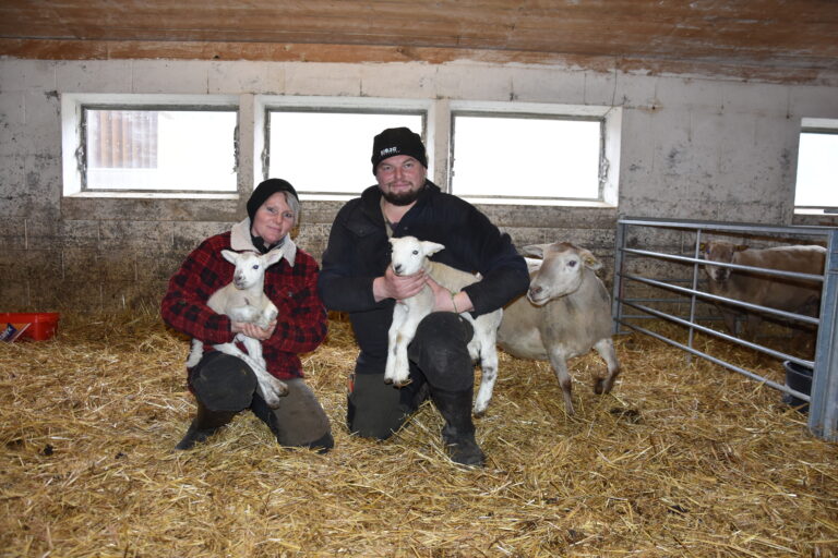 agneau de Pâques Maurane Malik Bajrami Bergerie du Prareman Enney